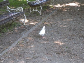 Gostovanje, Čakovec 2019.