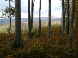 Izlet, Daruvarske toplice