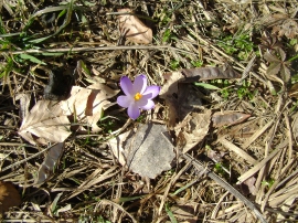 Planinarski izlet - veljača