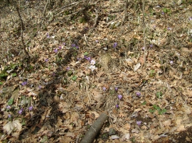 Planinarski izlet - veljača