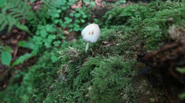 Planinarski izlet, lipanj 2018.