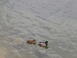 Suradnja, Svjetski savez mladih HR 2019.