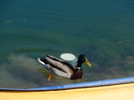 Suradnja, Udruga invalida rada Duga Resa